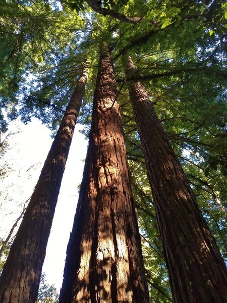 Towering redwoods along Loop Trail.