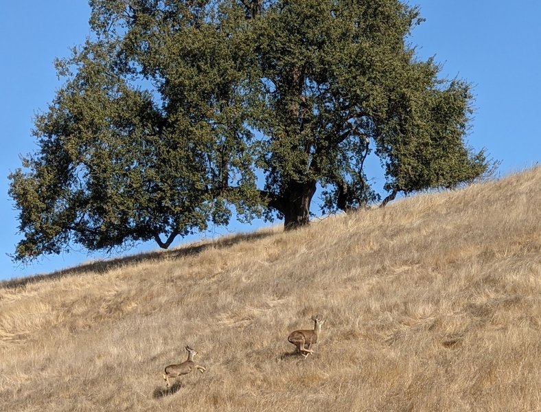 Young deer running across the trail mid-day.