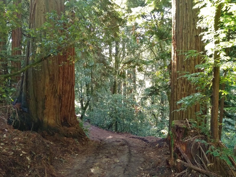 Redwoods and other dense vegetation along Iron Springs Trail.