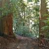 Redwoods and other dense vegetation along Iron Springs Trail.