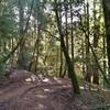 Iron Springs Trail winds through the thick mixed redwood forest.