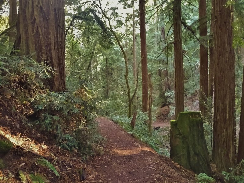 In the dark redwood forest of the steep sided Blackhawk Canyon valley, Iron Springs Trail approaches Blackhawk Trail.