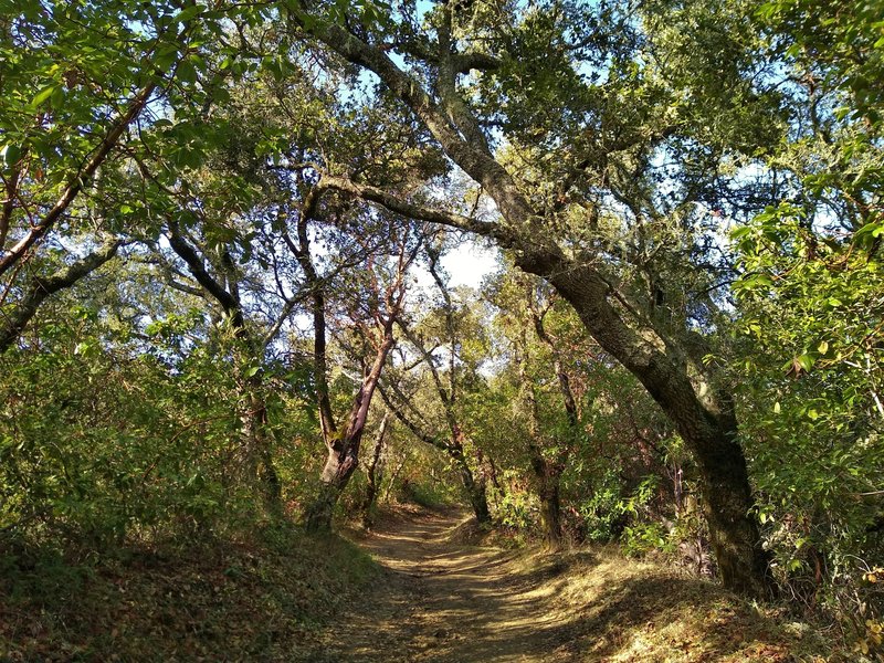 A stretch of beautiful sunlit oaks offering shade on Tie Camp Trail.