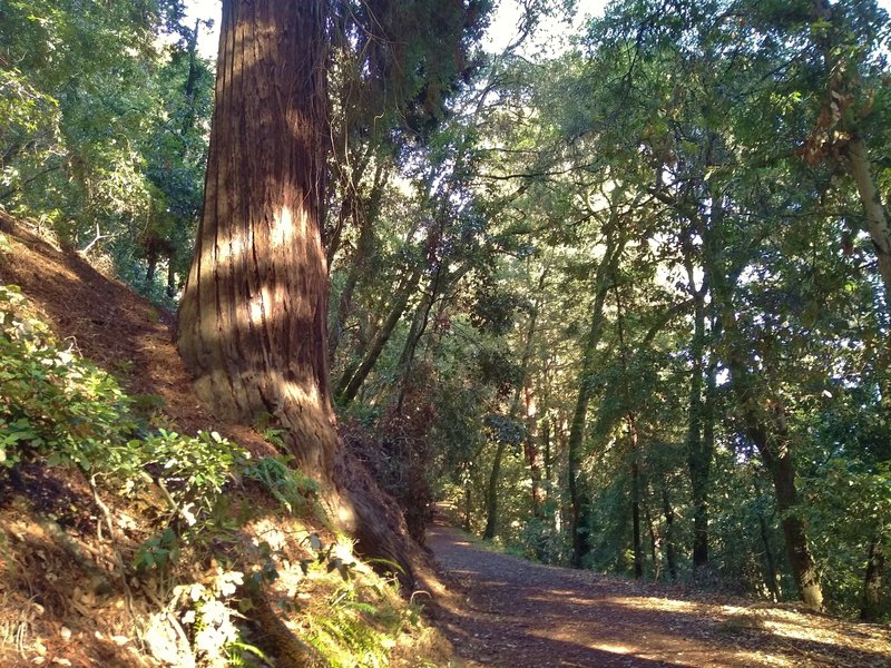 This is a HUGE redwood, must be over eight feet across. Its roots are exposed on the trail side, but its still standing tall and straight, amazing.