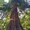 This is the HUGE redwood that's over 8 feet across with its roots exposed next to the trail. Picture taken standing next to its exposed roots, that continued a few feet above my head.