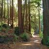 Redwoods and other dense, lush vegetation cover the valley down to the bottom of Blackhawk Canyon where Blackhawk Trail runs.