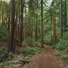 Deep, dark forest, at the bottom of Blackhawk Canyon, with such steep sides and thick forest that areas like this rarely see the sun, no sun here on this sunny December day at high noon.