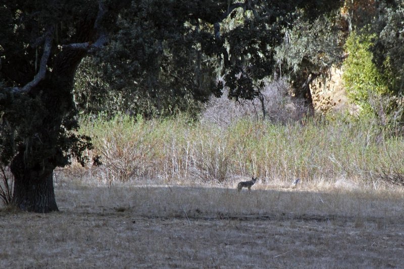 A Coyote watches me approach and quickly runs off. It is common to see Bobcats and Coyote, Rabbits, and Quail along this trail, if there are few bikers, hikers and horses about.