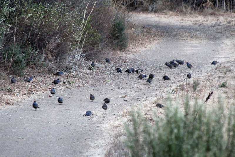 Quail flocks gather to feed under an oak tree in the fall. Acorns have fallen and hikers have crushed some as they walked.