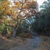 Sycamore trees grow along the creek. The road and creek intertwine so you'll have to wade the creek when there is water in the winter and spring.