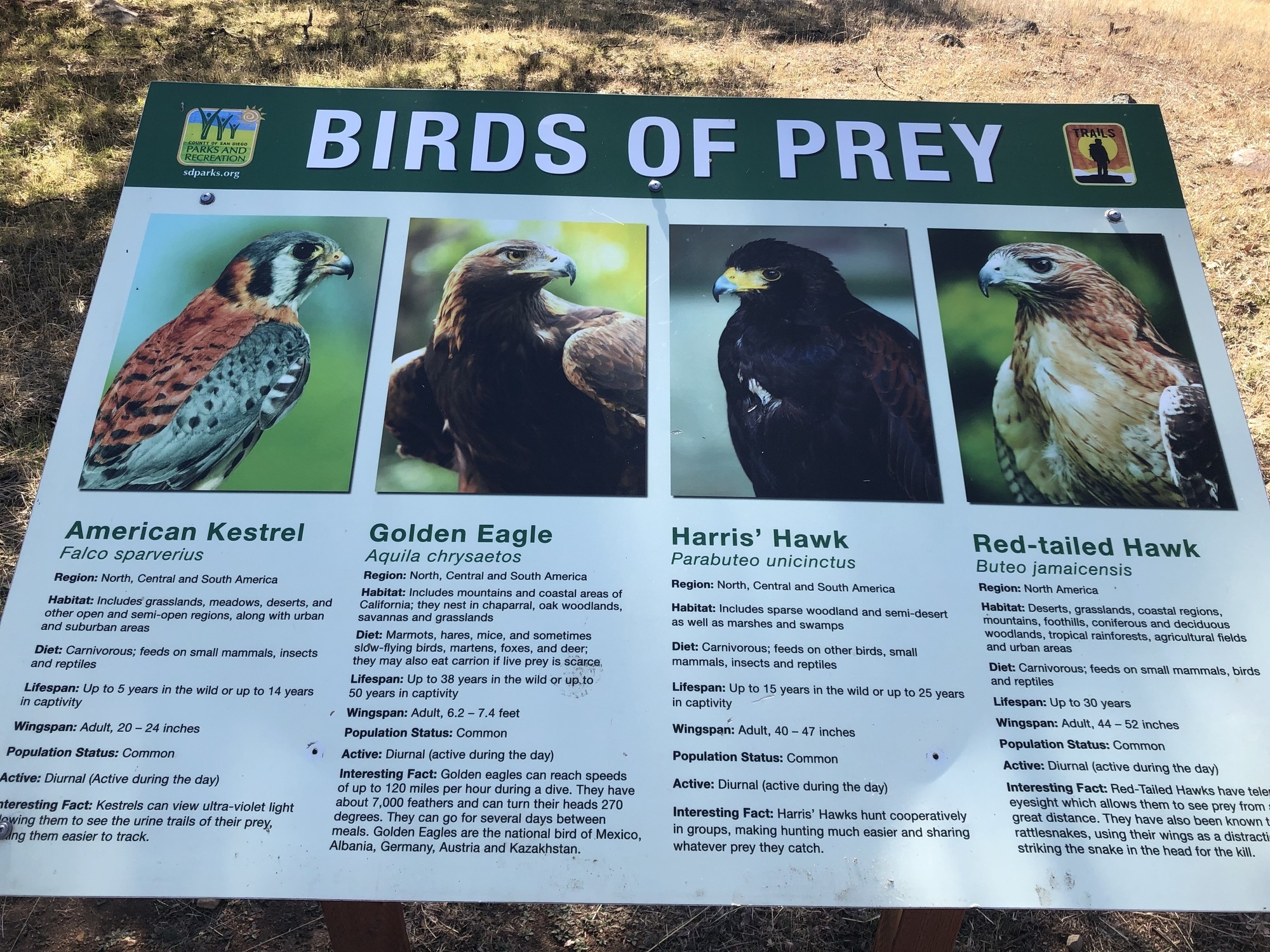 Birds of Prey in Texas – Facts, List, Pictures
