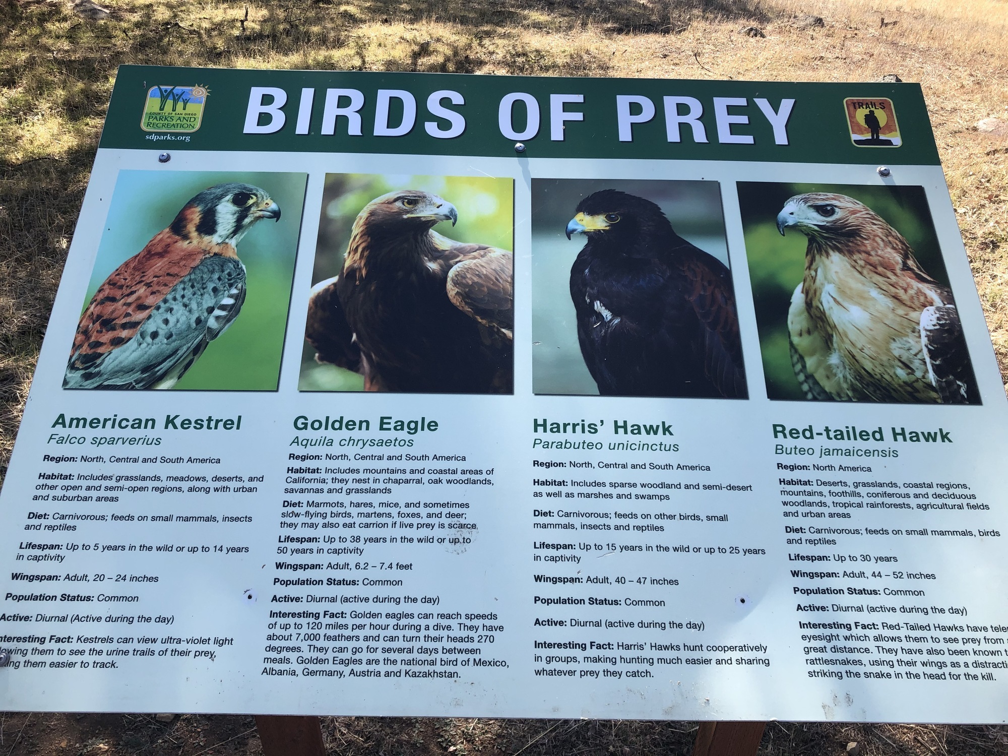 Birds of Prey of North America Giant Poster