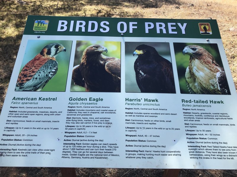 Birds of Prey