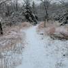 The trail through the woods thats easy to follow.