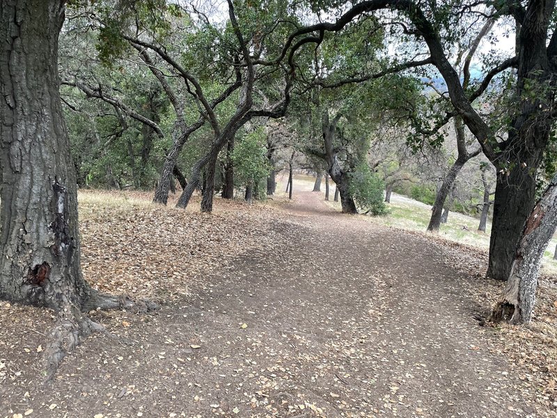 Looking down the hill that the Ridge Trail climbs to get above the parking lot and Los Gatos, providing some nice views of the area.