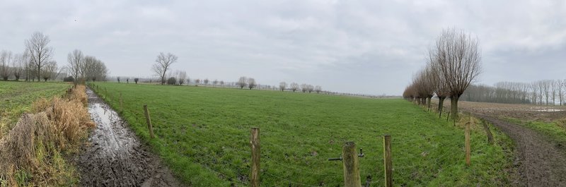 Green fields punctuated by pollard willows.