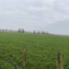 Green fields punctuated by pollard willows.