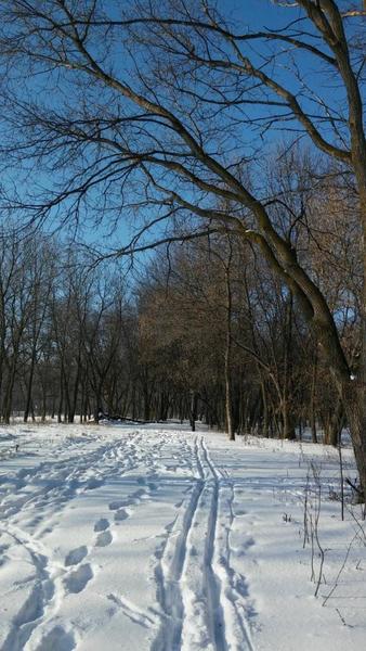 Ski tracks and hiking tracks into the woods.