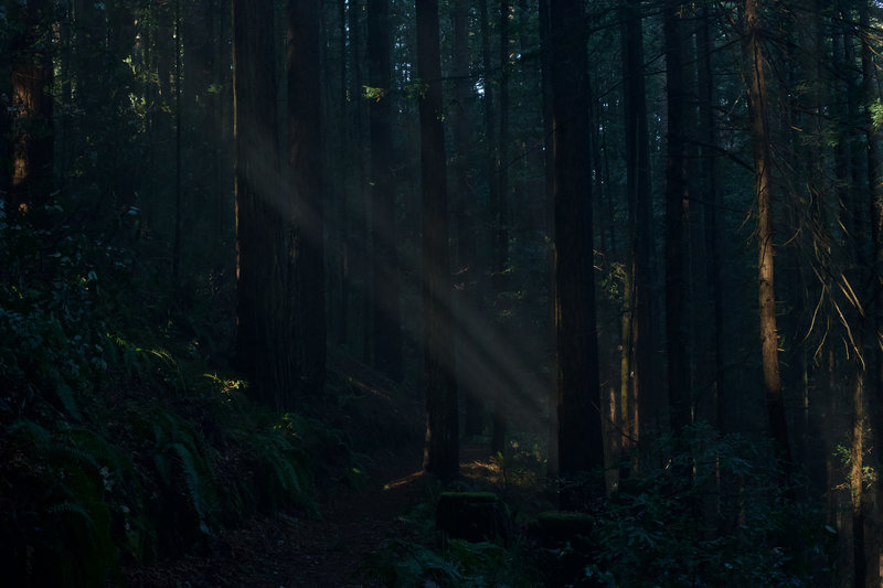 Sunlight breaks through the forest and acts like a natural spotlight along the Bald Knob Trail in the morning.