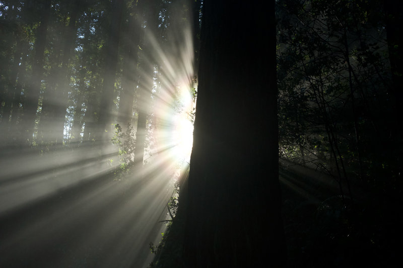 Sunlight and fog interact to provide stunning moments in the woods.