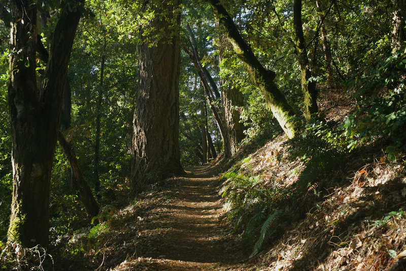 The trail starts to level out as it reaches the ridge and provides a nice shaded walk any time of the day.