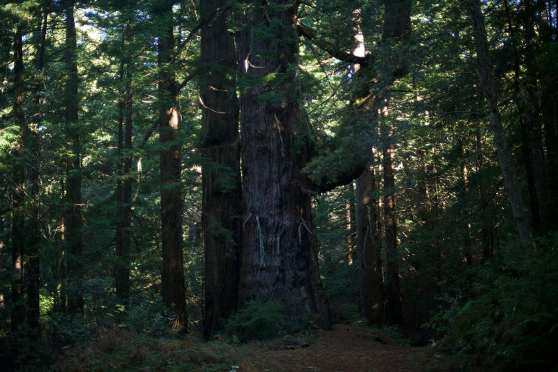 A large Redwood tree sits along the Lobitos Creek Trail. This is one of the highlights of the trail, so take the time to enjoy the sheer size of this old tree.