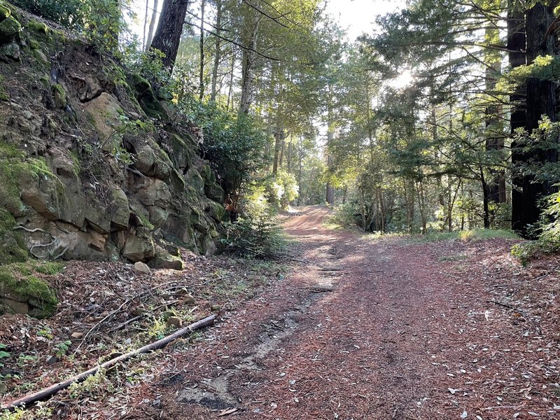 The trail climbs the road through the woods.