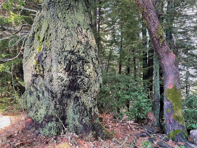 Moss covers the trees along the trail.