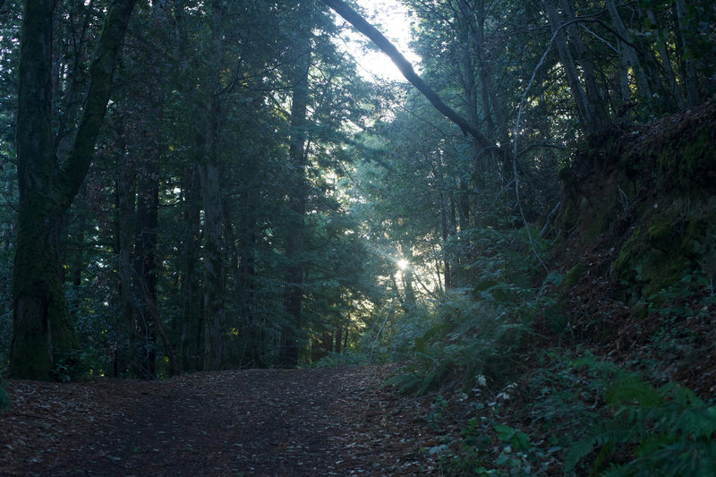 Sun breaks through the trees in the morning.