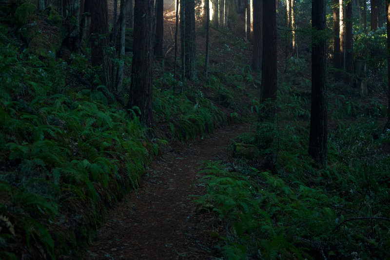 The Bald Knob trail is a singletrack dirt trail lined with ferns as it moves away from the Borden Hatch Mill Trail.