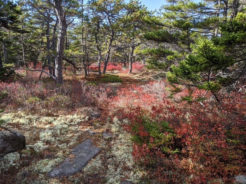 Fall colors at northeastern tip of trail