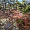 Fall colors at northeastern tip of trail