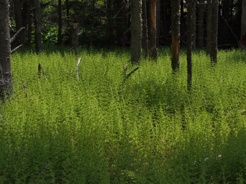 Large fern patch