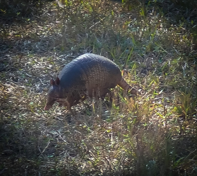 Armadillo browsing