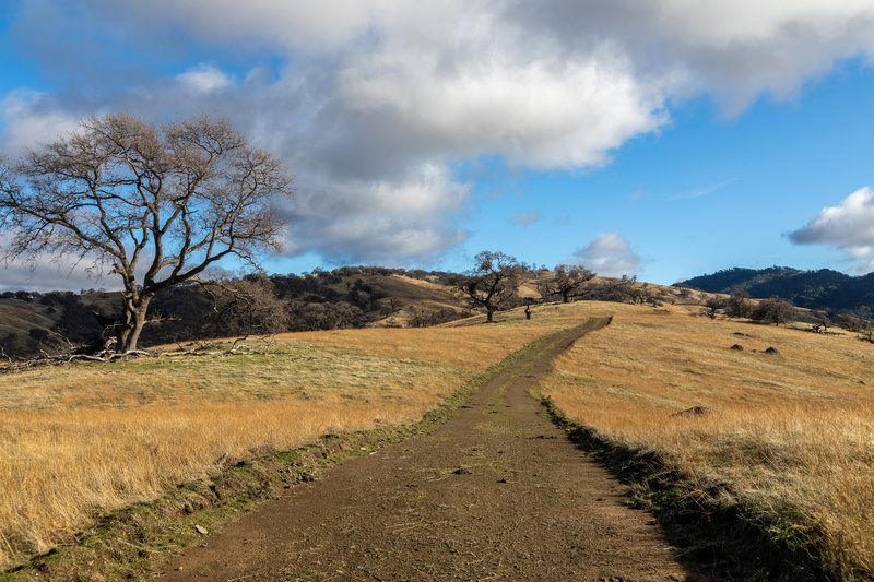 Ascent on Rowell Ridge Trail