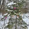 Evergreen tree decorated for the holidays.