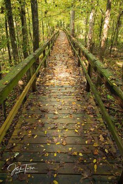 Dismal Swamp Boardwalk