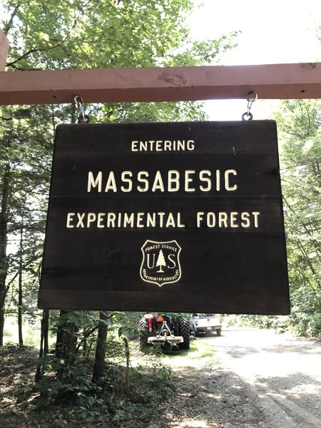 Massabesic Experimental Forest just before we start to mow.