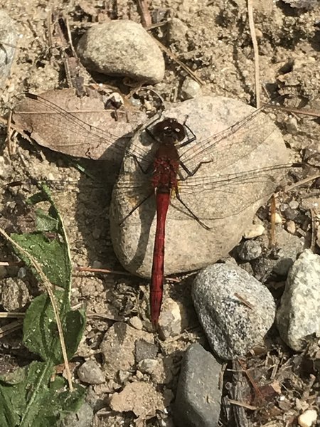 Red Dragonfly.