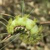 IO Moth Caterpillar.