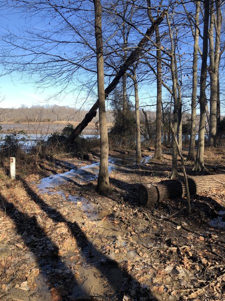 Muddy trail by the water.