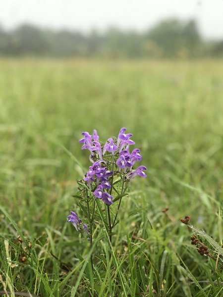 Wildflowers on the levee