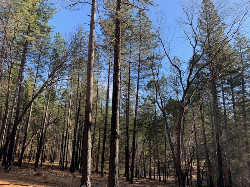 Views of the forests surrounding the trailway.