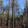 Views of the forests surrounding the trailway.