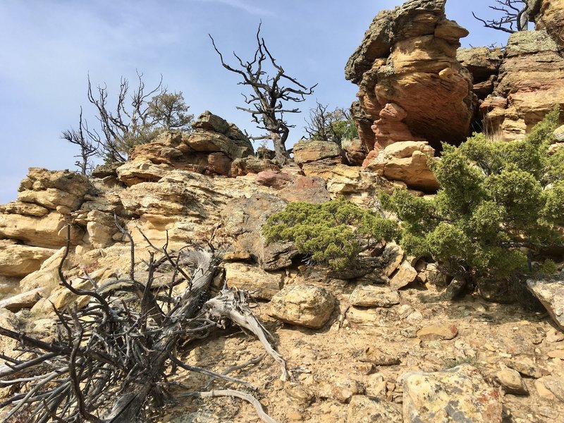 Gnarled Life and Sculpted Rock