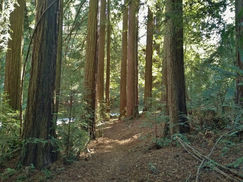 East Bayview Trail travels through the redwood forest of Mt. Madonna County Park, with the park road close by.