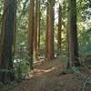 East Bayview Trail travels through the redwood forest of Mt. Madonna County Park, with the park road close by.