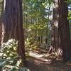 BIG redwoods along Bayview Trail in Mt. Madonna County Park.