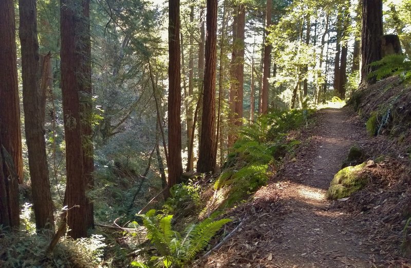 A lush, steep sided seasonal stream valley complete with beautiful ferns, is to the left of Bayview Trail here in the redwood forest.