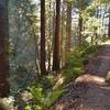 A lush, steep sided seasonal stream valley complete with beautiful ferns, is to the left of Bayview Trail here in the redwood forest.